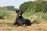 DOBERMANN 667